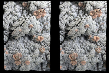 Heideflechte (Icmadophila ericetorum), hier als crossover Stereopaar; Foto: NJStapper