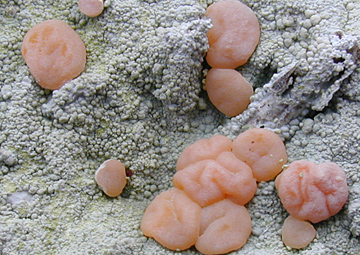 Icmadophila ericetorum 