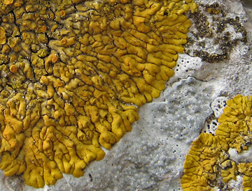 Variospora flavescens, Jura, CH. Foto: JC Mermilliod
