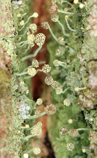 Chaenotheca furfuracea in einem tiefen Borkenriss einer alten Eiche; Foto: NJS