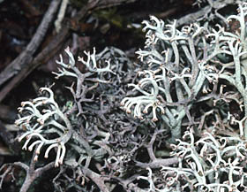 Echte Rentierflechte Cladonia rangiferina; Foto VWirth