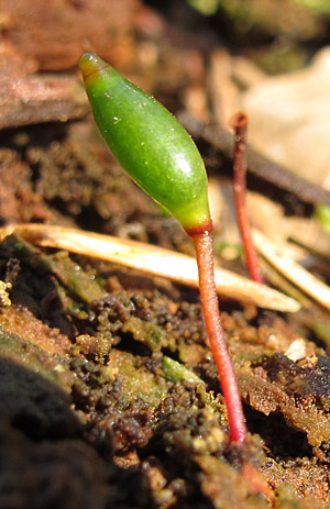 Buxbaumia viridis Lautertal