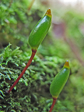 Buxbaumia viridis Lautertal WvBrackel