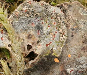 Pronectria robergei auf Illosporium carneum