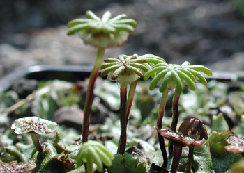 Marchantia polymorpha, männliche und weibliche Pflanzen; Foto: Heike Hofmann