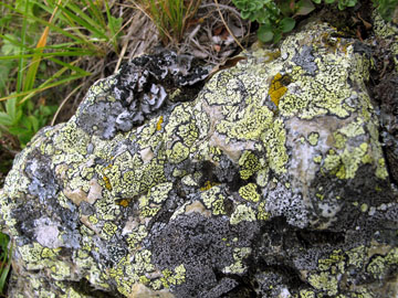 Felsen mit Rhizocarpon geographicum; Foto: WvBrackel