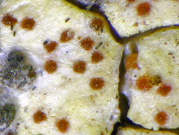 Pronectria rhizocarpicola on Rhizocarpon geographicum; Foto: WvBrackel