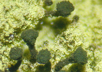 Microcalicium arenarium on Psilolechia lucida Rauher Kulm 03 kl
