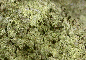 Microcalicium arenarium on Psiluc NJS kl