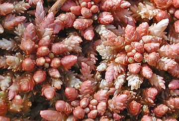 Sphagnum magellanicum, leicht ausgetrocknet; Foto: HHofmann