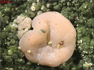 Heideflechte (Icmadophila ericetorum); Foto: WObermayer