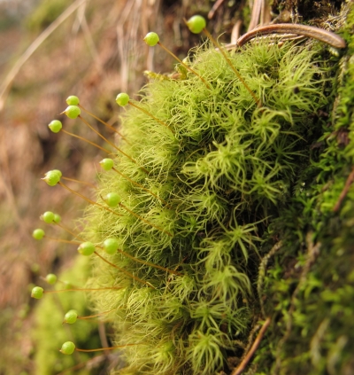 Ein Polster vom Echten Apfelmoos (Bartramia pomiformis) aus dem Bayerischen Wald an der Steilfläche eines Pfahlschieferfelsens. Foto: W. von Brackel