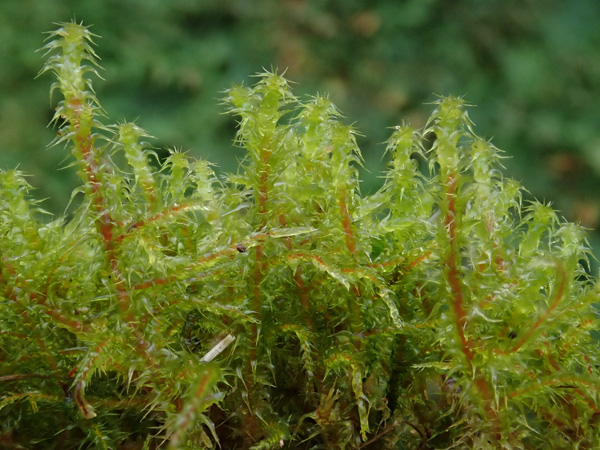 Foto von Rhytidiadelphus squarrosus