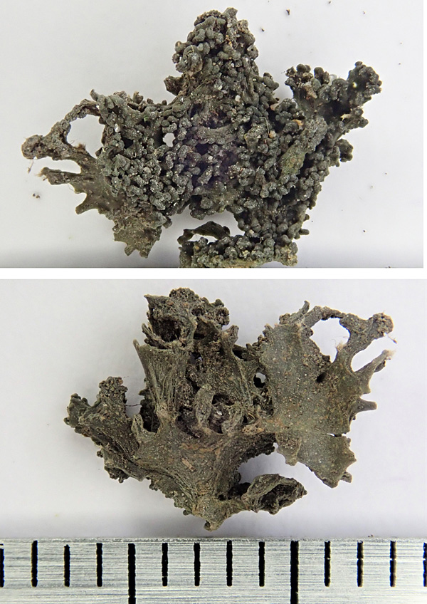 Collema tenax aus einem Pflasterritz in Leverkusen, trockenes Material, Ober- und Unterseite; Foto: Andrea Berger