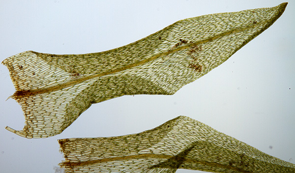 Diobelonella palustris; Nordeifel, Wehebachtal, 2002, Blatt, Mikrofoto [NJ Stapper]