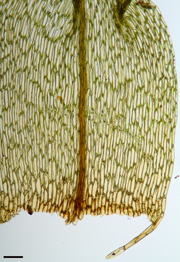 Diobelonella palustris; Nordeifel, Wehebachtal, 2002, Blattbasis, Mikrofoto, Balkenlänge 100 µm [NJ Stapper]