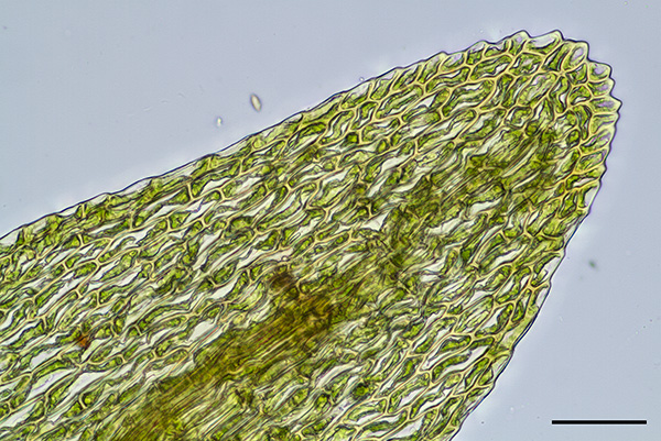 Diobelonella palustris; Nordeifel, Wehebachtal, 2002, Blattspitze, Mikrofoto, Balkenlänge 50 µm [NJ Stapper]