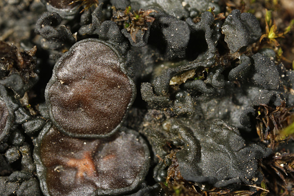 Enchylium tenax in feuchtem Zustand, Detail mit Apothecien; Blauer See, Harz [M. Schultz]