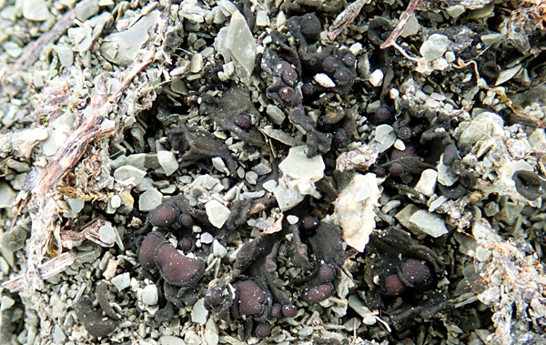 Enchylium tenax auf Gipsrohboden; Wüstphüler Gipshügel, Mittelfranken [W. v. Brackel]