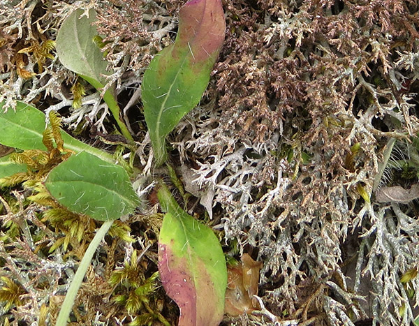 Cladonia rangiformis, Kalkmagerrasen auf der Hoibirg, Fränkischer Jura [W. v. Brackel]