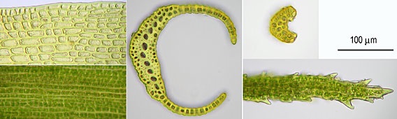 Dicranum viride leaf details