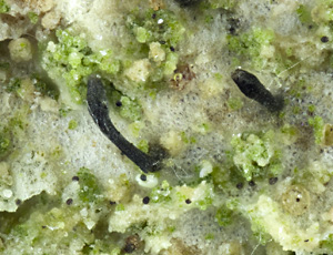 Szcawinskia tsugae, Krustenflechte mit Hyphophoren; Balkenlänge auf verlinkter Vollversion 0,2 mm; Foto: NJ Stapper