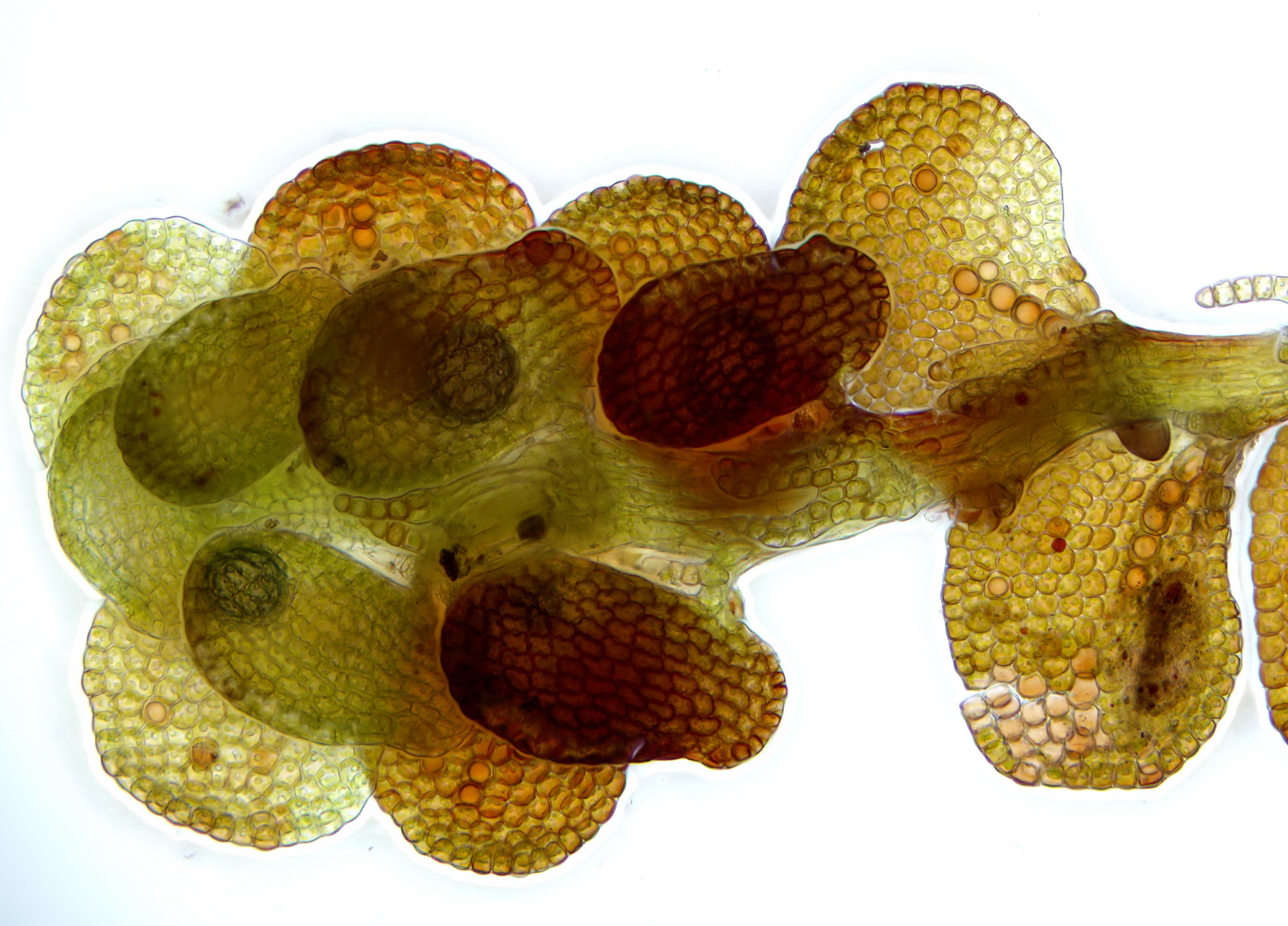 Frullania fragilifolia Wassersäcke MPoeltl
