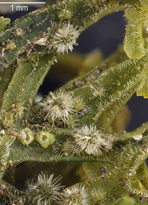 Metzgeria conjugata, Thallusunterseite; Foto: Stapper