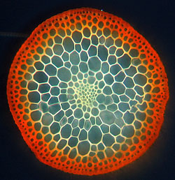 Plagiomnium undulatum, Seta, quer; Foto: Stapper