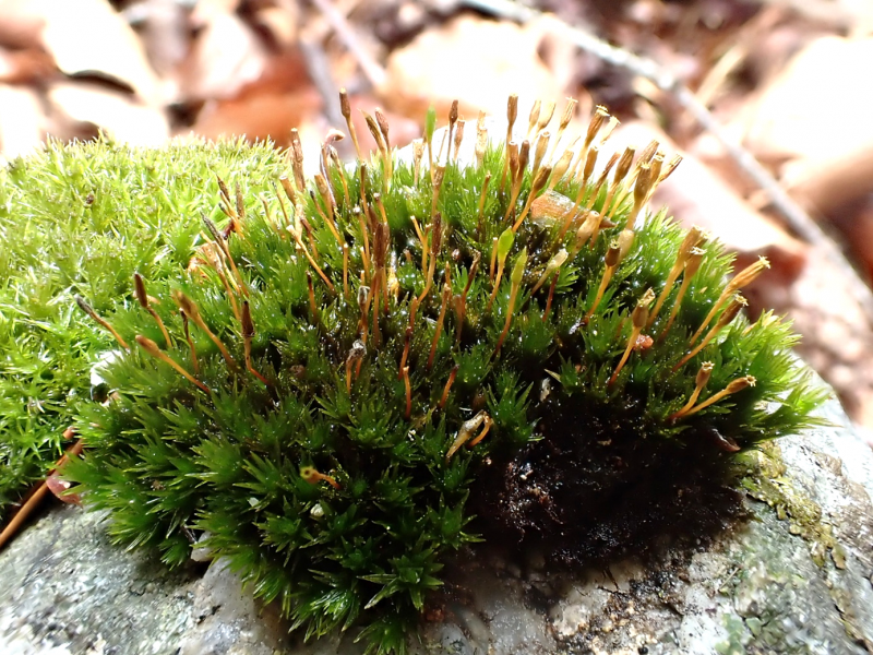 Ulota_huchinsiae_Gey