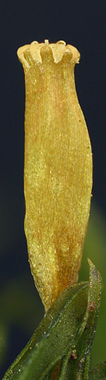 Orthotrichum speciosum, Kapsel (fot NJS)